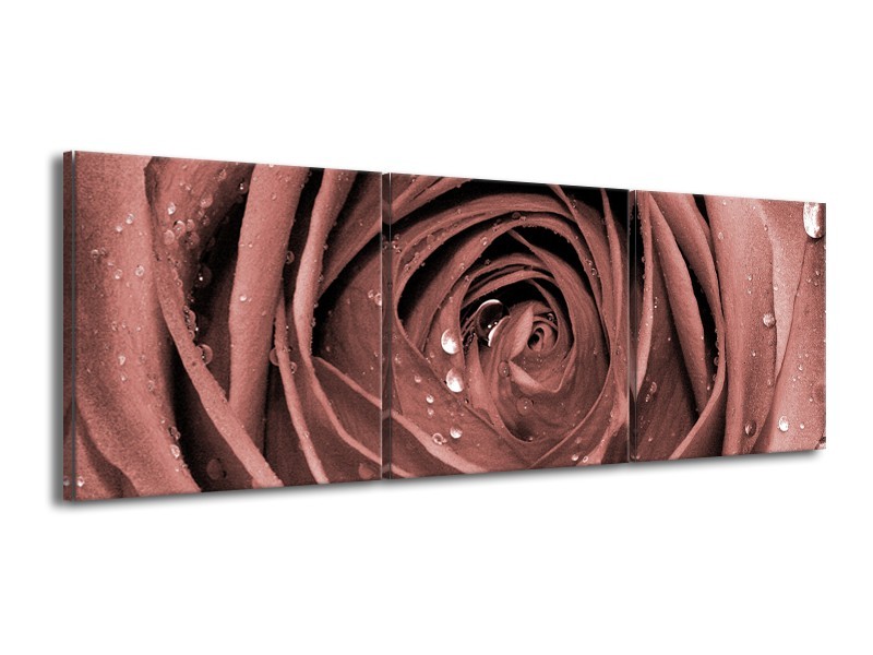 Glasschilderij Bloem, Roos | Bruin, Rood | 150x50cm 3Luik