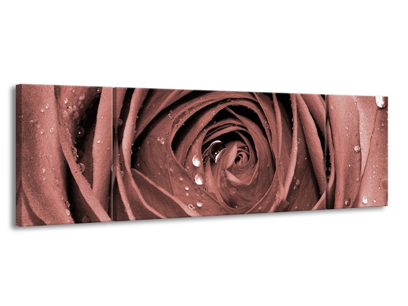 Glasschilderij Bloem, Roos | Bruin, Rood | 170x50cm 3Luik