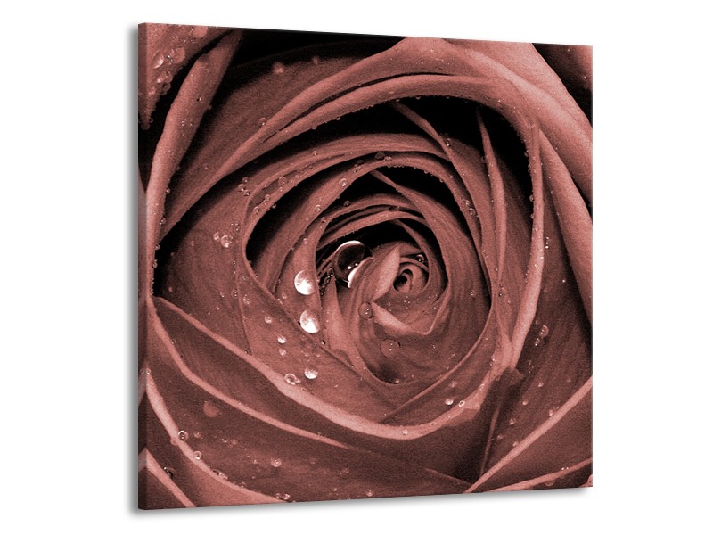 Canvas Schilderij Bloem, Roos | Bruin, Rood | 50x50cm 1Luik