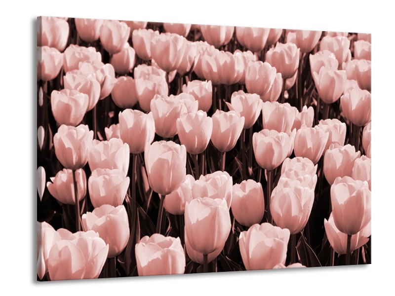 Glasschilderij Bloem, Tulpen | Bruin, Rood | 100x70cm 1Luik