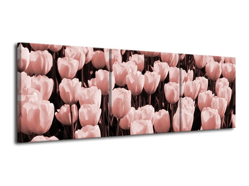 Glasschilderij Bloem, Tulpen | Bruin, Rood | 120x40cm 3Luik