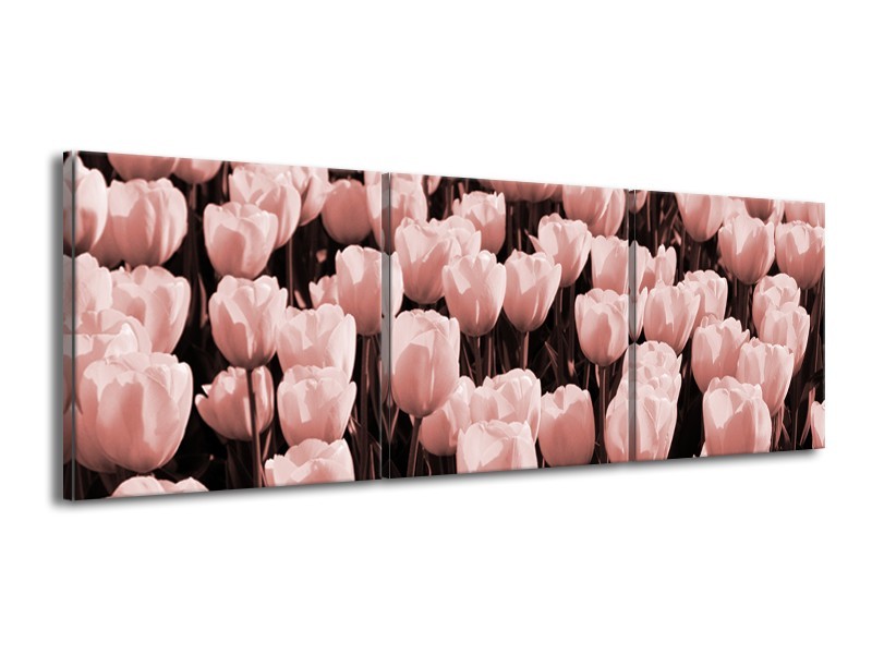 Canvas Schilderij Bloem, Tulpen | Bruin, Rood | 150x50cm 3Luik