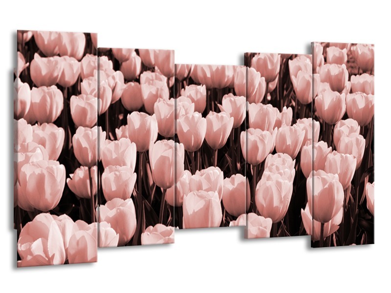 Glasschilderij Bloem, Tulpen | Bruin, Rood | 150x80cm 5Luik