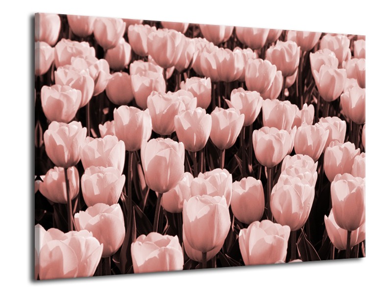 Glasschilderij Bloem, Tulpen | Bruin, Rood | 70x50cm 1Luik