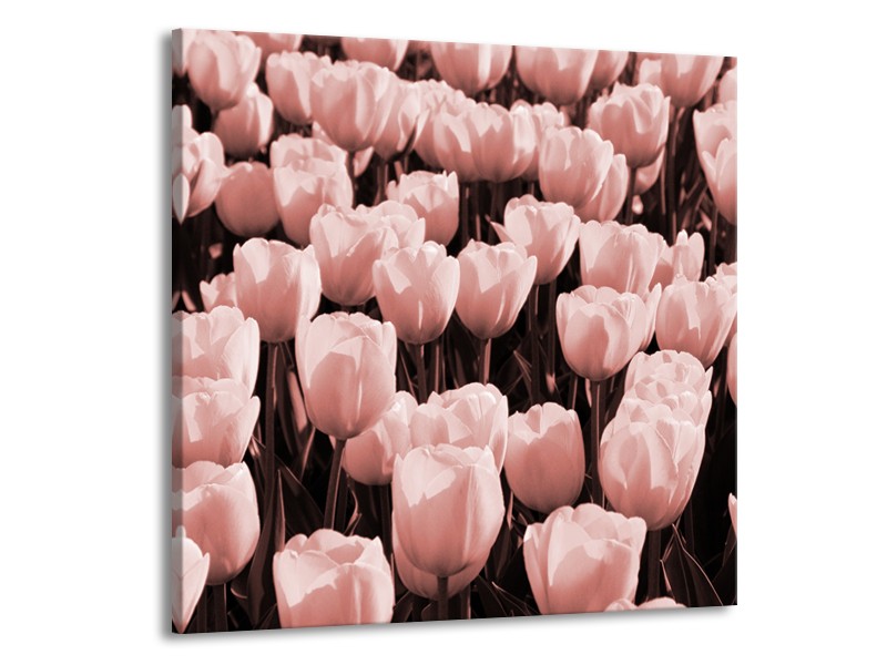 Canvas Schilderij Bloem, Tulpen | Bruin, Rood | 70x70cm 1Luik