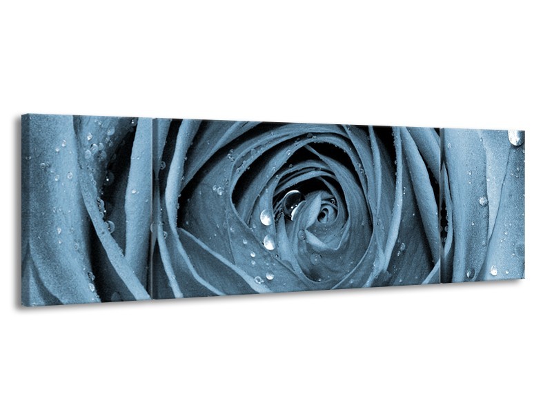 Canvas Schilderij Bloem, Roos | Blauw | 170x50cm 3Luik