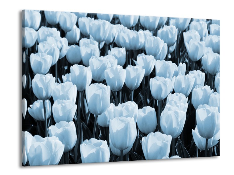 Glasschilderij Bloem, Tulpen | Blauw | 100x70cm 1Luik