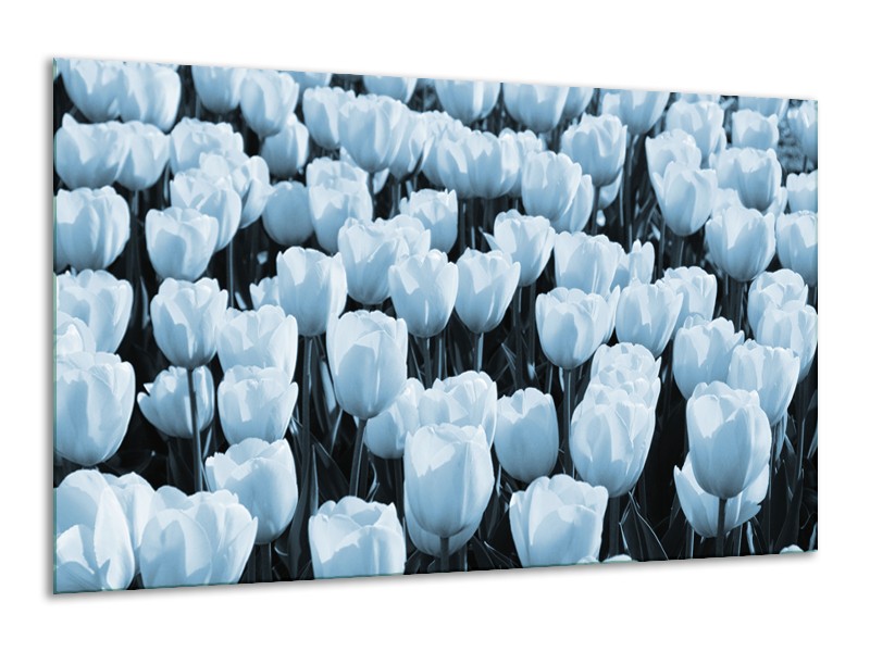 Glasschilderij Bloem, Tulpen | Blauw | 120x70cm 1Luik