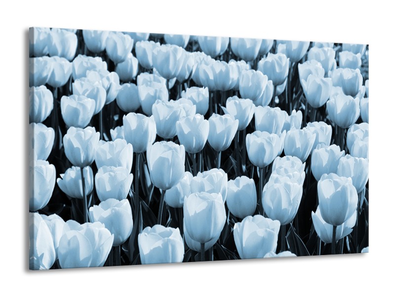 Canvas Schilderij Bloem, Tulpen | Blauw | 140x90cm 1Luik