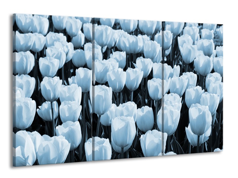 Glasschilderij Bloem, Tulpen | Blauw | 165x100cm 3Luik