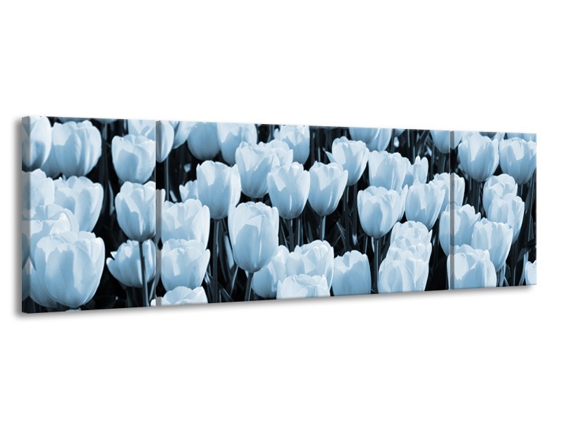 Glasschilderij Bloem, Tulpen | Blauw | 170x50cm 3Luik