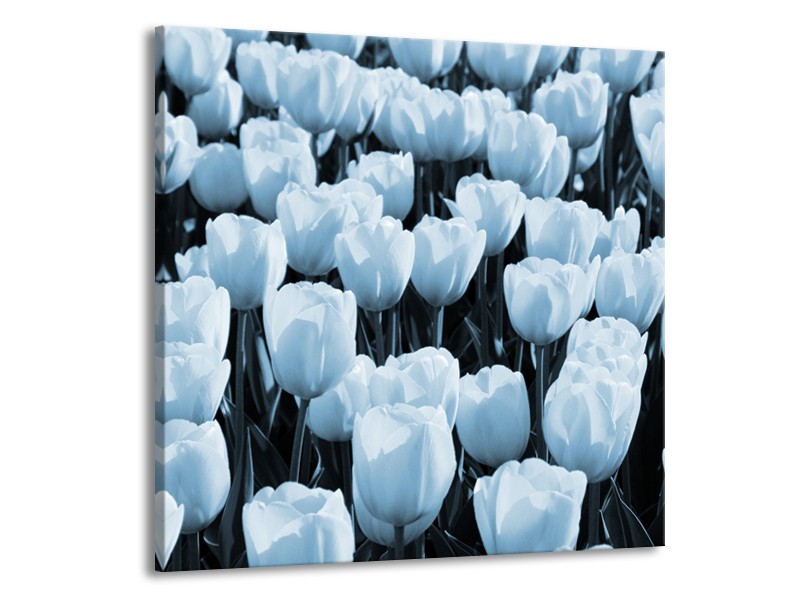 Canvas Schilderij Bloem, Tulpen | Blauw | 50x50cm 1Luik