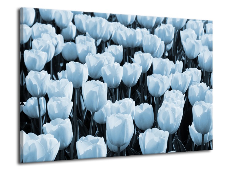 Canvas Schilderij Bloem, Tulpen | Blauw | 70x50cm 1Luik