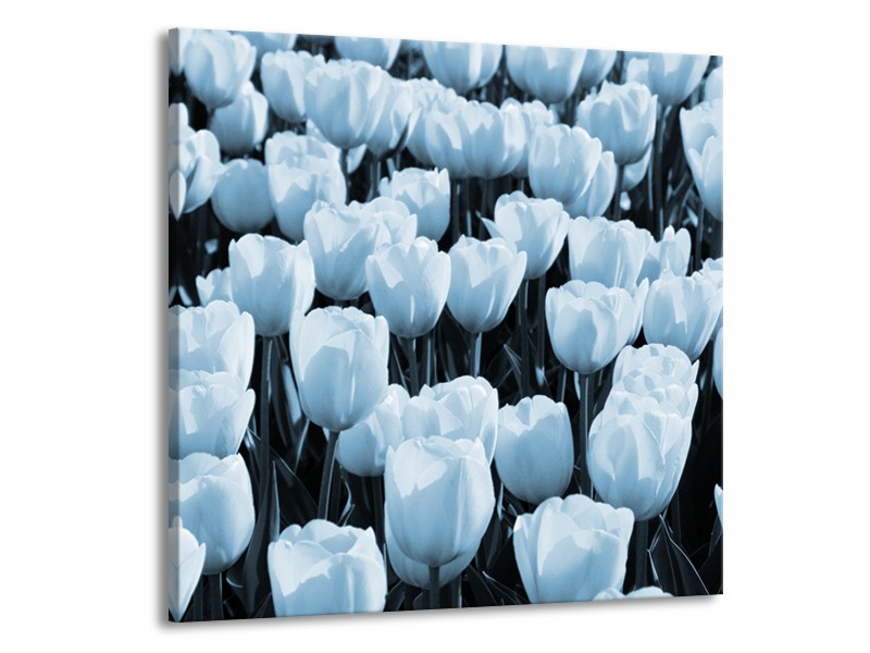 Glasschilderij Bloem, Tulpen | Blauw | 70x70cm 1Luik