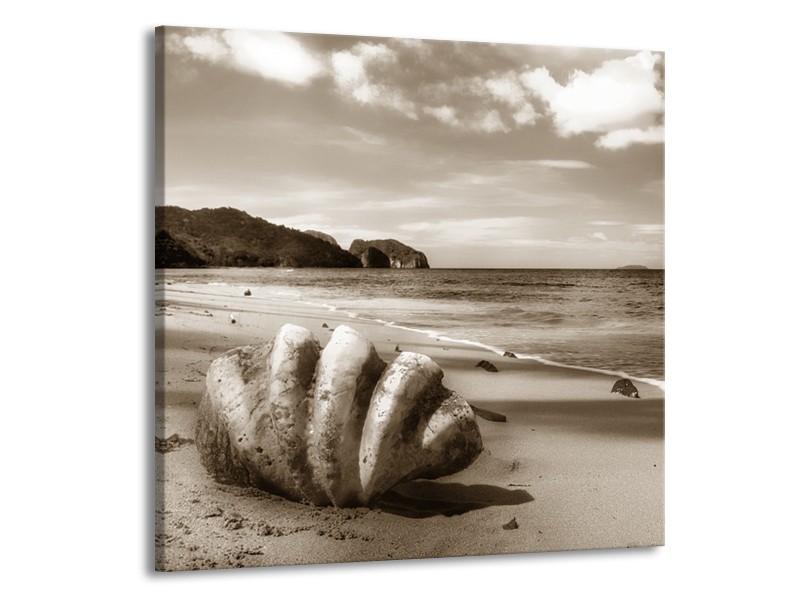 Glasschilderij Schelp, Strand | Sepia | 50x50cm 1Luik