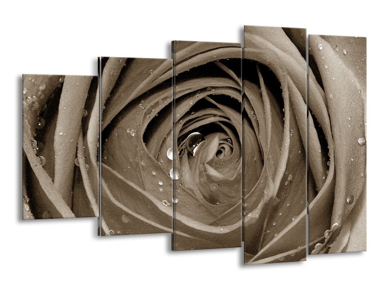 Canvas Schilderij Bloem, Roos | Sepia | 150x100cm 5Luik