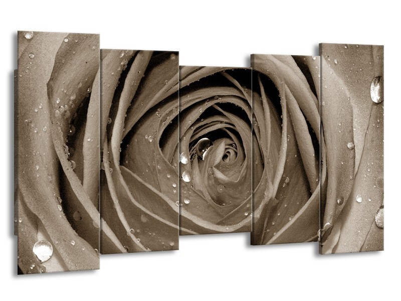 Canvas Schilderij Bloem, Roos | Sepia | 150x80cm 5Luik