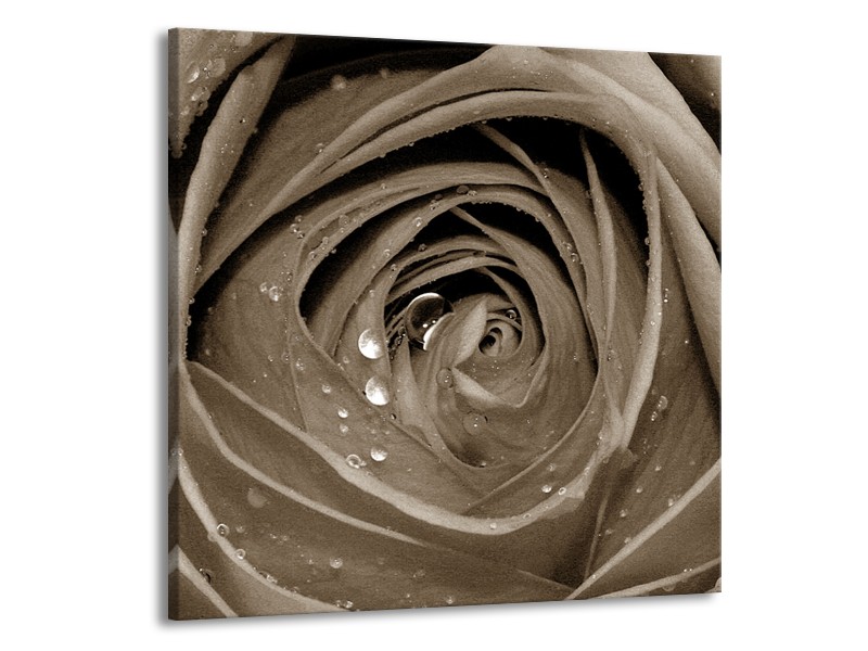 Canvas Schilderij Bloem, Roos | Sepia | 50x50cm 1Luik