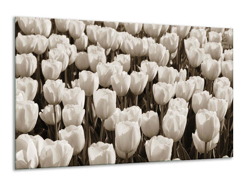 Glasschilderij Bloem, Tulpen | Sepia | 120x70cm 1Luik