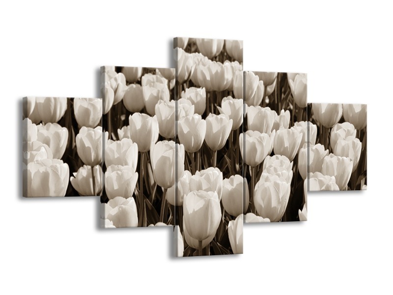 Glasschilderij Bloem, Tulpen | Sepia | 125x70cm 5Luik