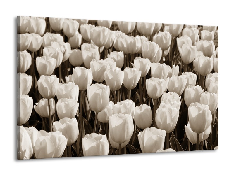 Glasschilderij Bloem, Tulpen | Sepia | 140x90cm 1Luik