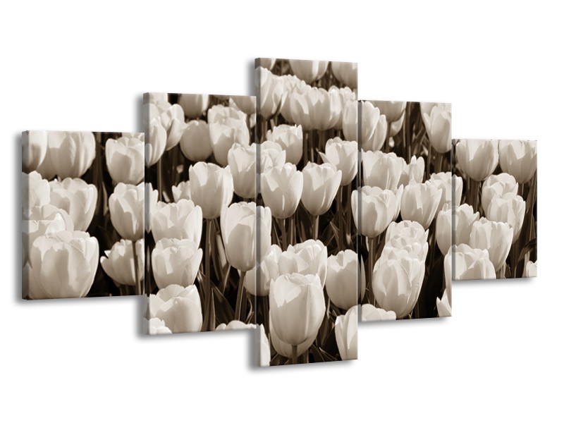 Glasschilderij Bloem, Tulpen | Sepia | 150x80cm 5Luik