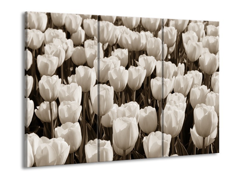 Canvas Schilderij Bloem, Tulpen | Sepia | 60x90cm 3Luik