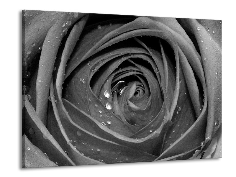 Canvas Schilderij Roos, Bloem | Zwart, Grijs | 100x70cm 1Luik