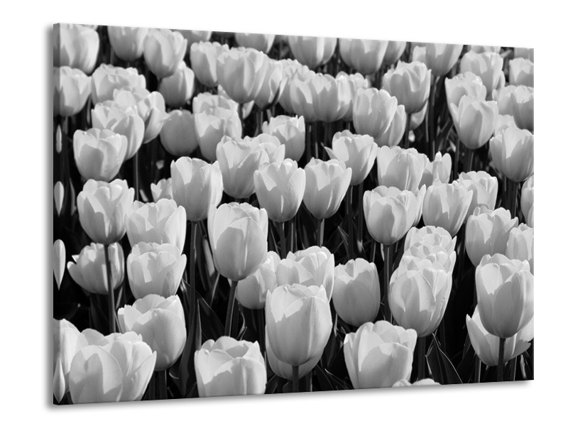 Glasschilderij Bloem, Tulpen | Zwart, Grijs | 100x70cm 1Luik