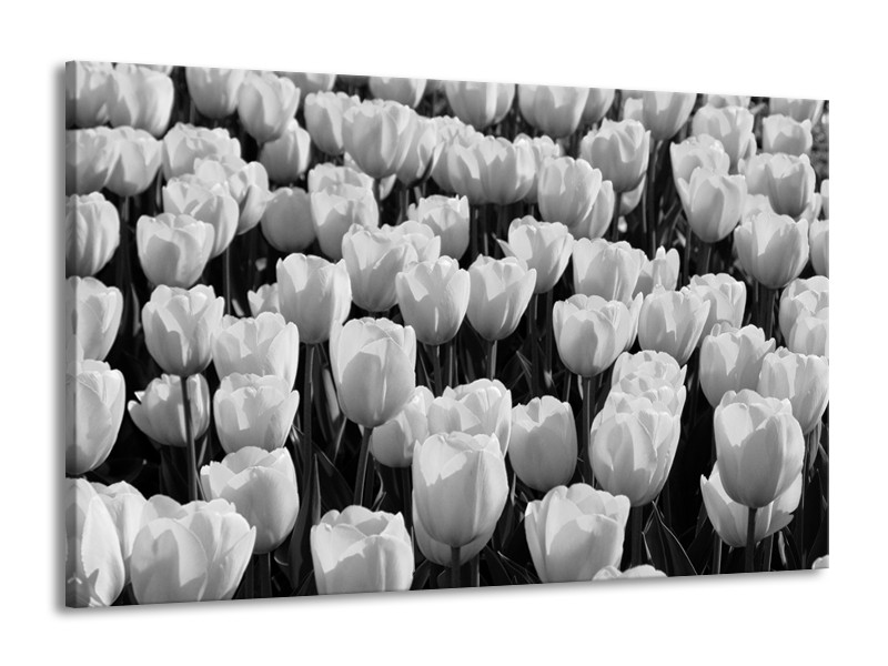 Canvas Schilderij Bloem, Tulpen | Zwart, Grijs | 140x90cm 1Luik