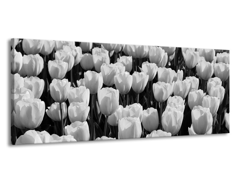 Glasschilderij Bloem, Tulpen | Zwart, Grijs | 145x58cm 1Luik