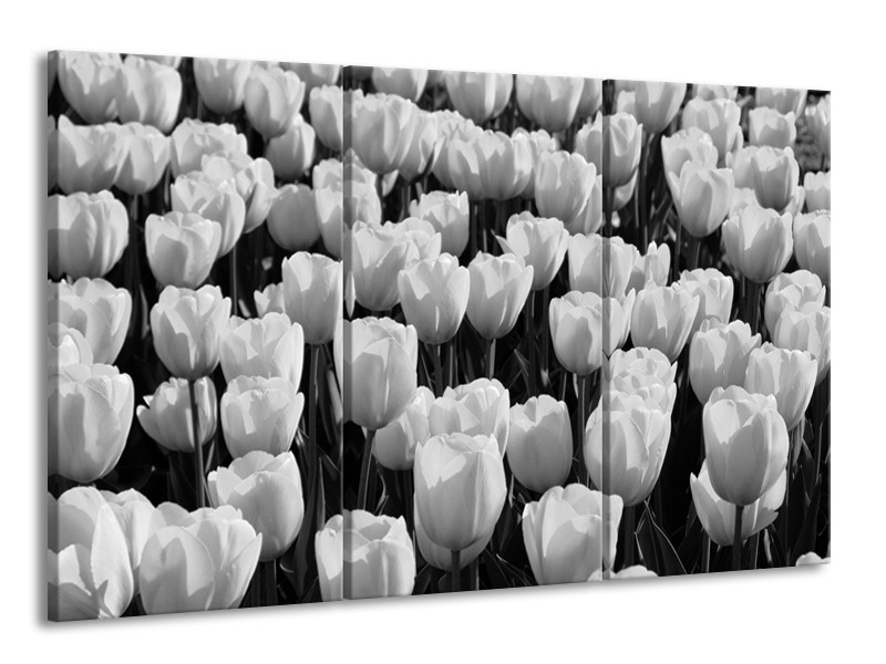 Glasschilderij Bloem, Tulpen | Zwart, Grijs | 165x100cm 3Luik