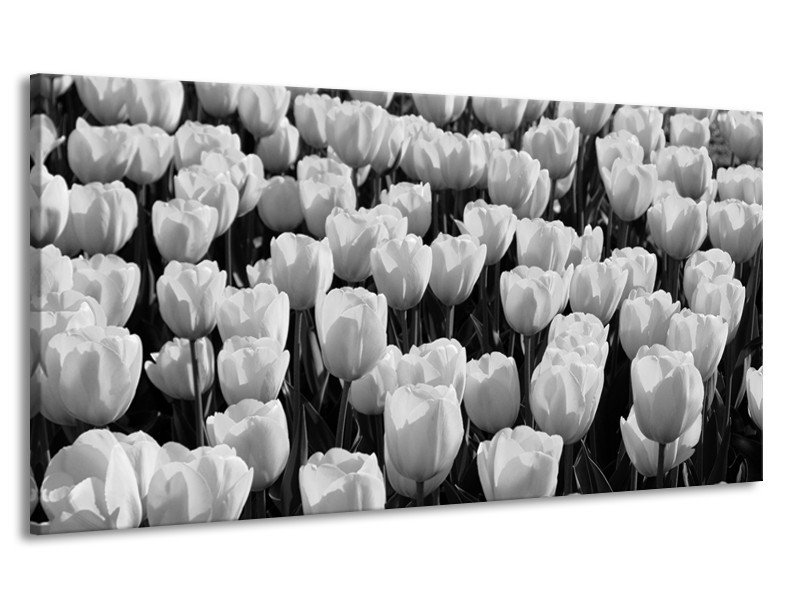 Canvas Schilderij Bloem, Tulpen | Zwart, Grijs | 170x90cm 1Luik