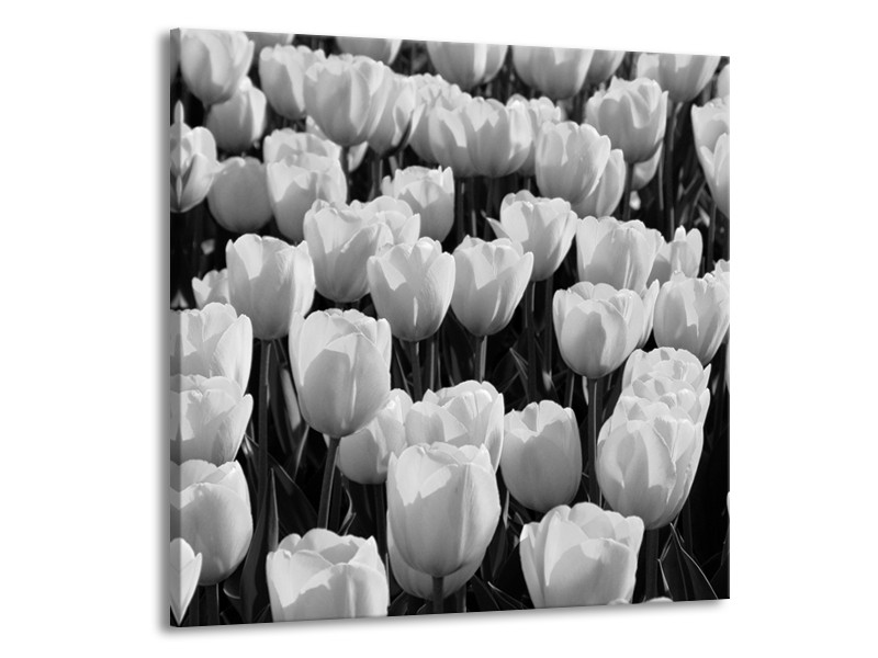 Canvas Schilderij Bloem, Tulpen | Zwart, Grijs | 50x50cm 1Luik