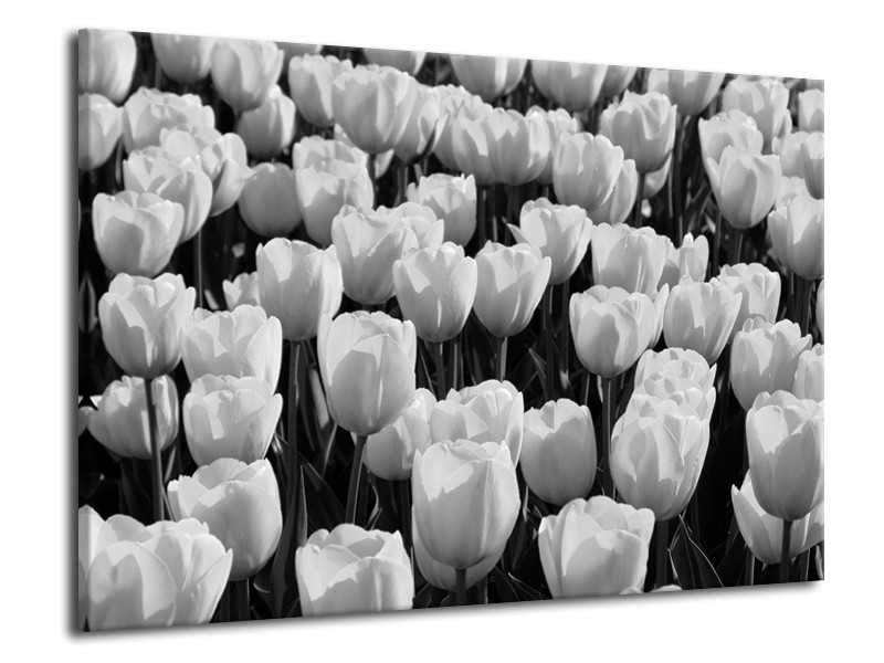 Canvas Schilderij Bloem, Tulpen | Zwart, Grijs | 70x50cm 1Luik