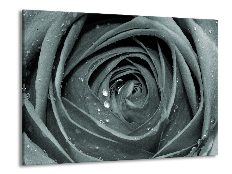 Canvas Schilderij Roos,Bloem | Grijs, Groen | 100x70cm 1Luik