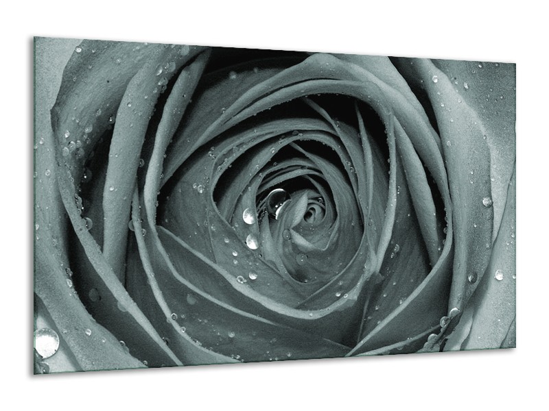 Canvas Schilderij Roos,Bloem | Grijs, Groen | 120x70cm 1Luik