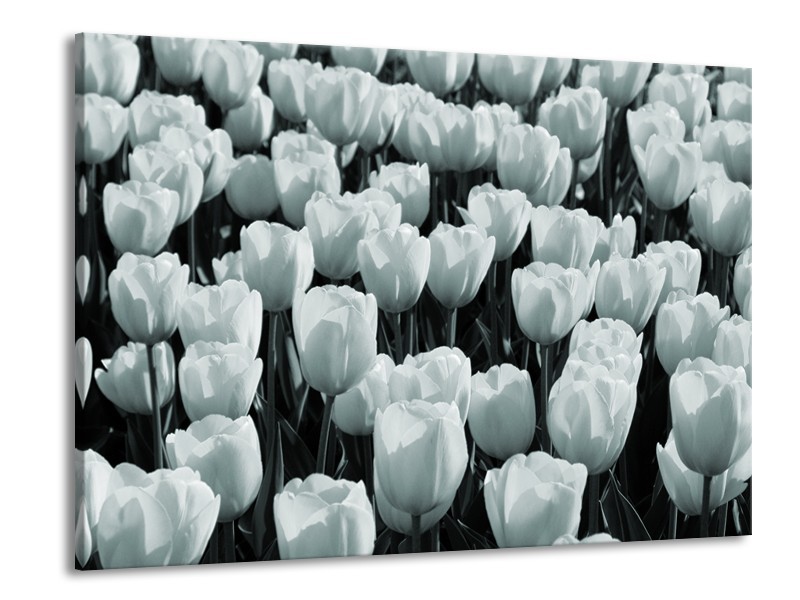 Canvas Schilderij Bloemen, Tulpen | Grijs, Groen | 100x70cm 1Luik