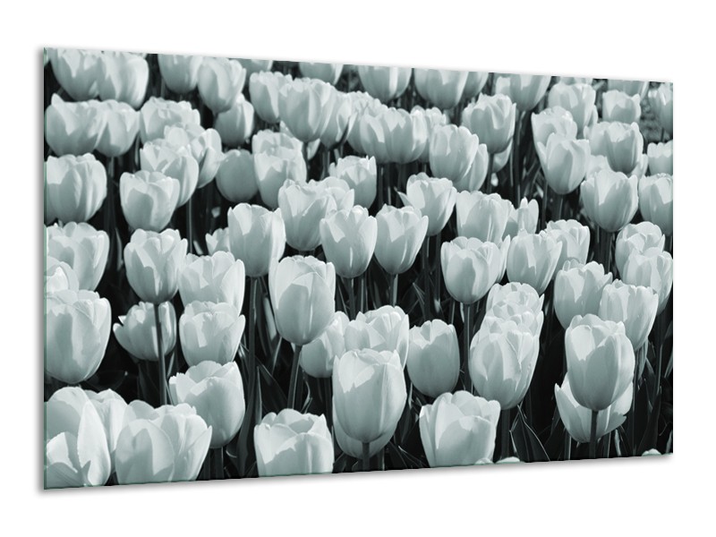 Glasschilderij Bloemen, Tulpen | Grijs, Groen | 120x70cm 1Luik