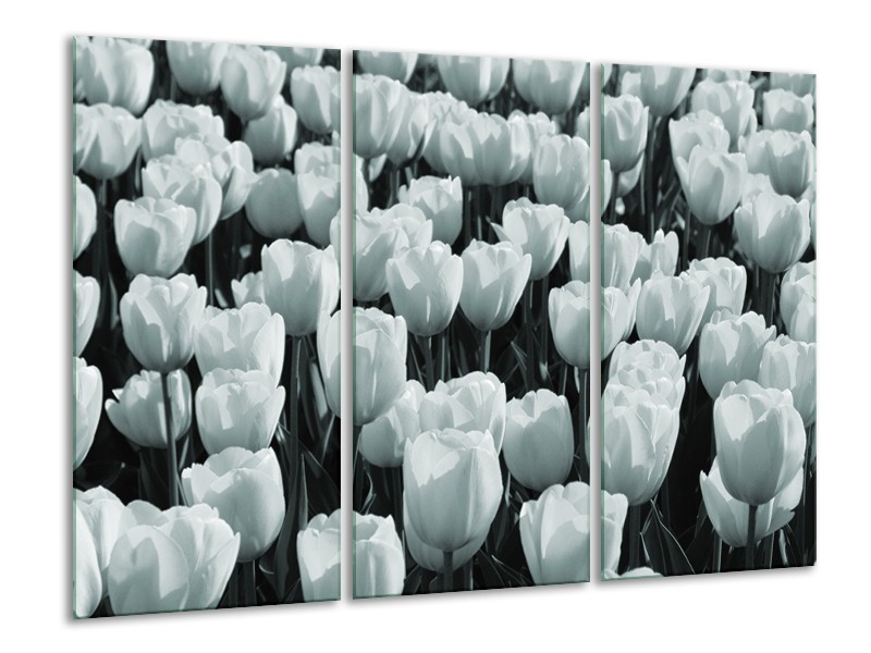 Glasschilderij Bloemen, Tulpen | Grijs, Groen | 120x80cm 3Luik