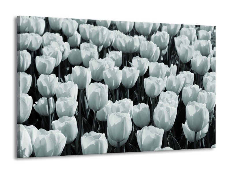 Glasschilderij Bloemen, Tulpen | Grijs, Groen | 140x90cm 1Luik