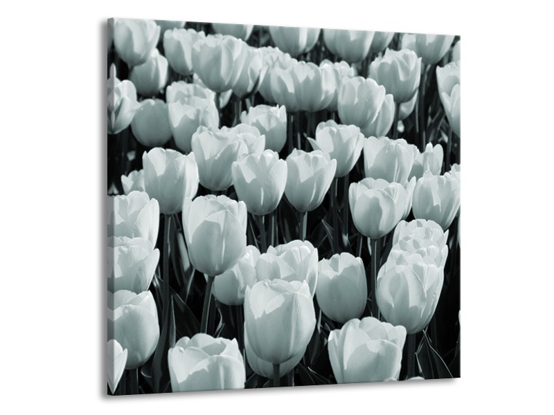 Canvas Schilderij Bloemen, Tulpen | Grijs, Groen | 50x50cm 1Luik