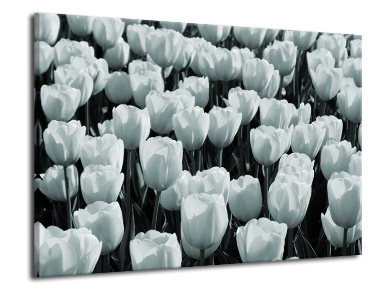 Glasschilderij Bloemen, Tulpen | Grijs, Groen | 70x50cm 1Luik