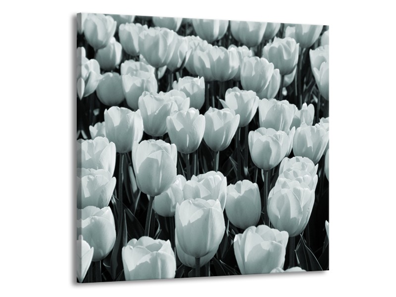 Glasschilderij Bloemen, Tulpen | Grijs, Groen | 70x70cm 1Luik