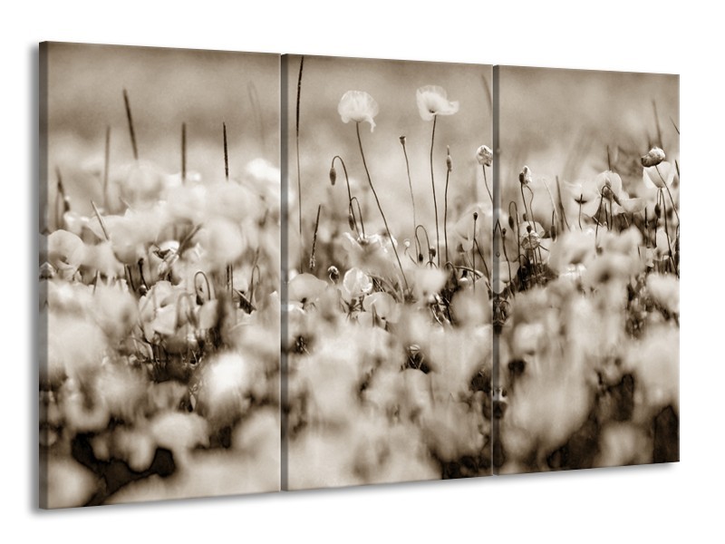 Glasschilderij Bloemen | Sepia | 165x100cm 3Luik