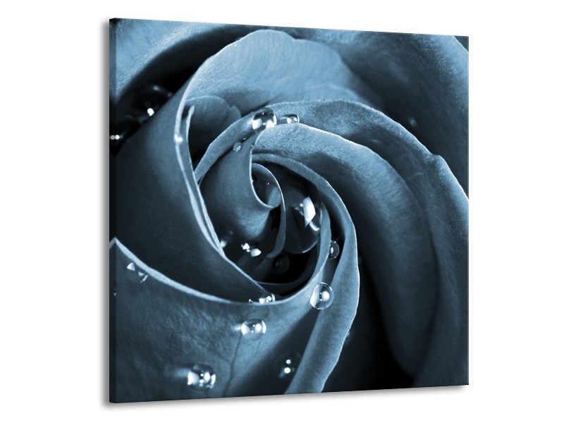 Canvas Schilderij Roos | Blauw, Grijs | 50x50cm 1Luik
