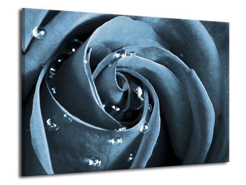 Canvas Schilderij Roos | Blauw, Grijs | 70x50cm 1Luik