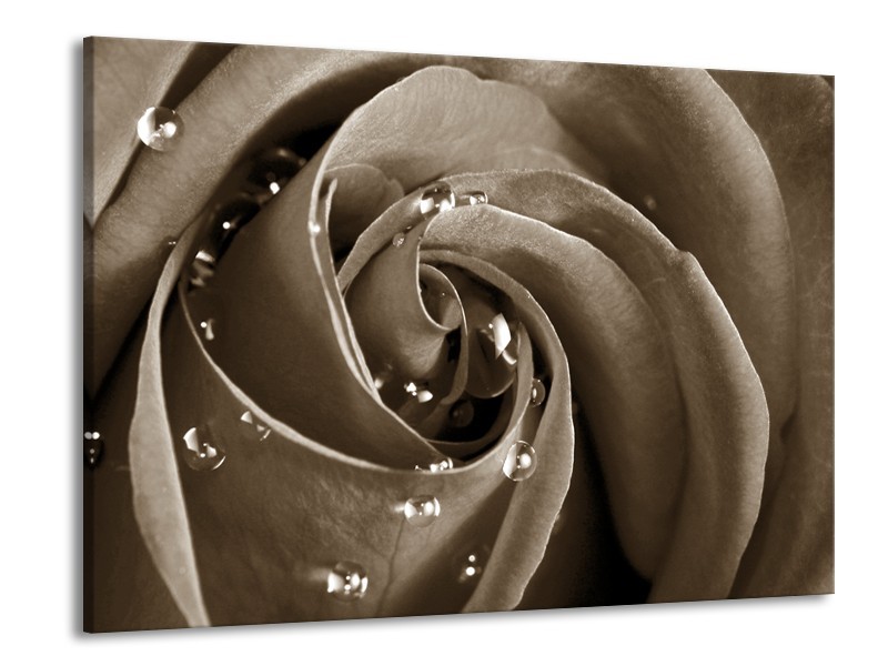 Canvas Schilderij Roos, Bloem | Sepia | 100x70cm 1Luik
