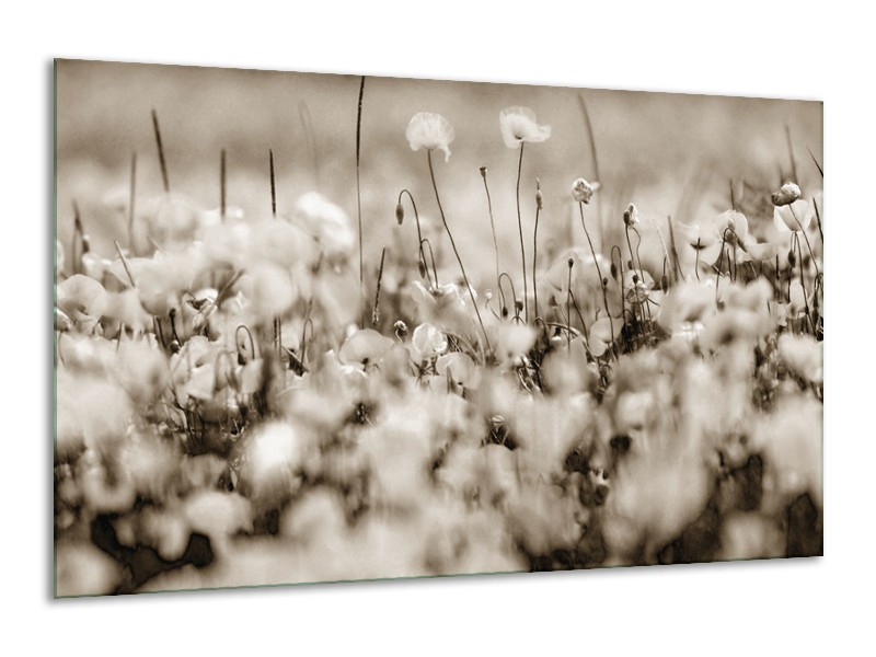 Glasschilderij Bloemen | Sepia | 120x70cm 1Luik