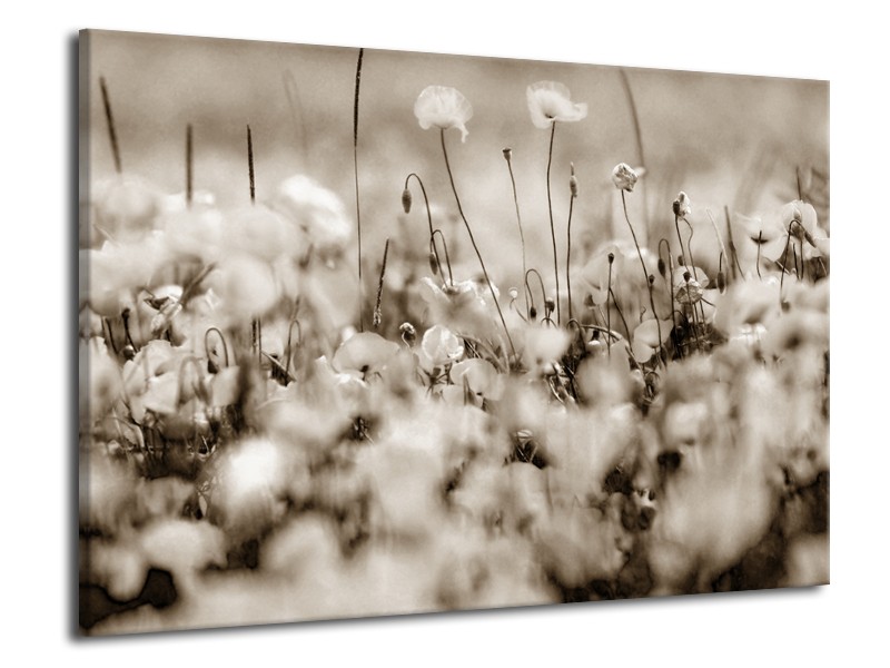 Canvas Schilderij Bloemen | Sepia | 70x50cm 1Luik